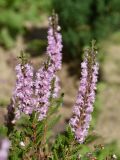 Calluna vulgaris. Верхушки соцветий (`H.E. Beale`, махровая форма). Марий Эл, Йошкар-Ола, мкр-н Гомзово, в культуре. 04.09.2022.