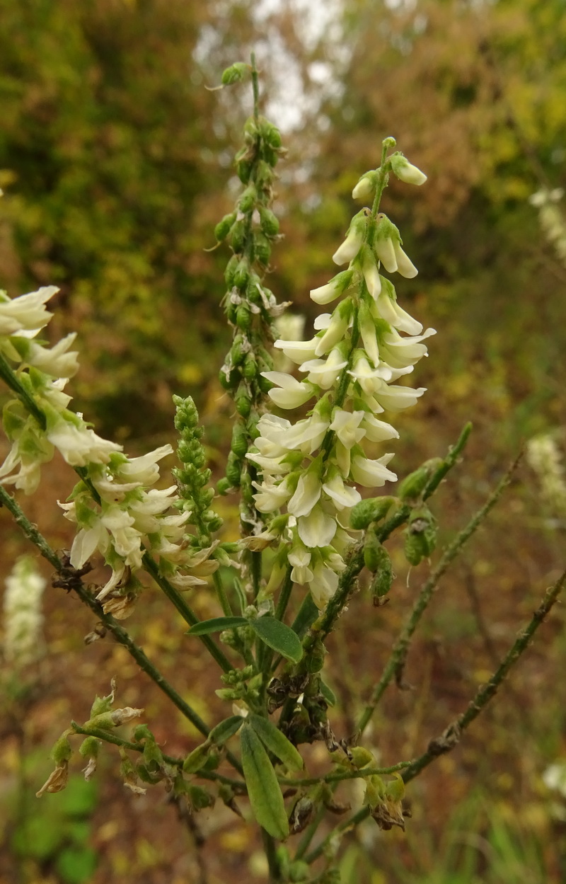 Image of Melilotus albus specimen.