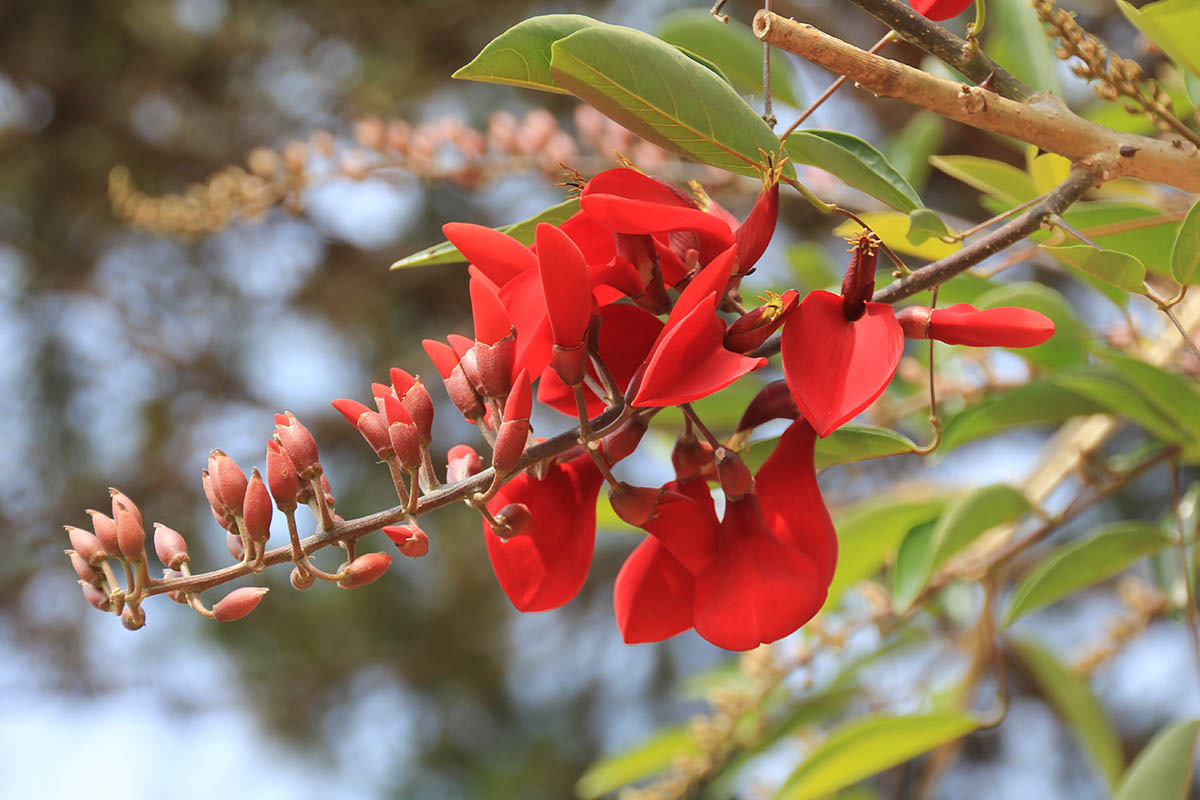 Image of Erythrina crista-galli specimen.