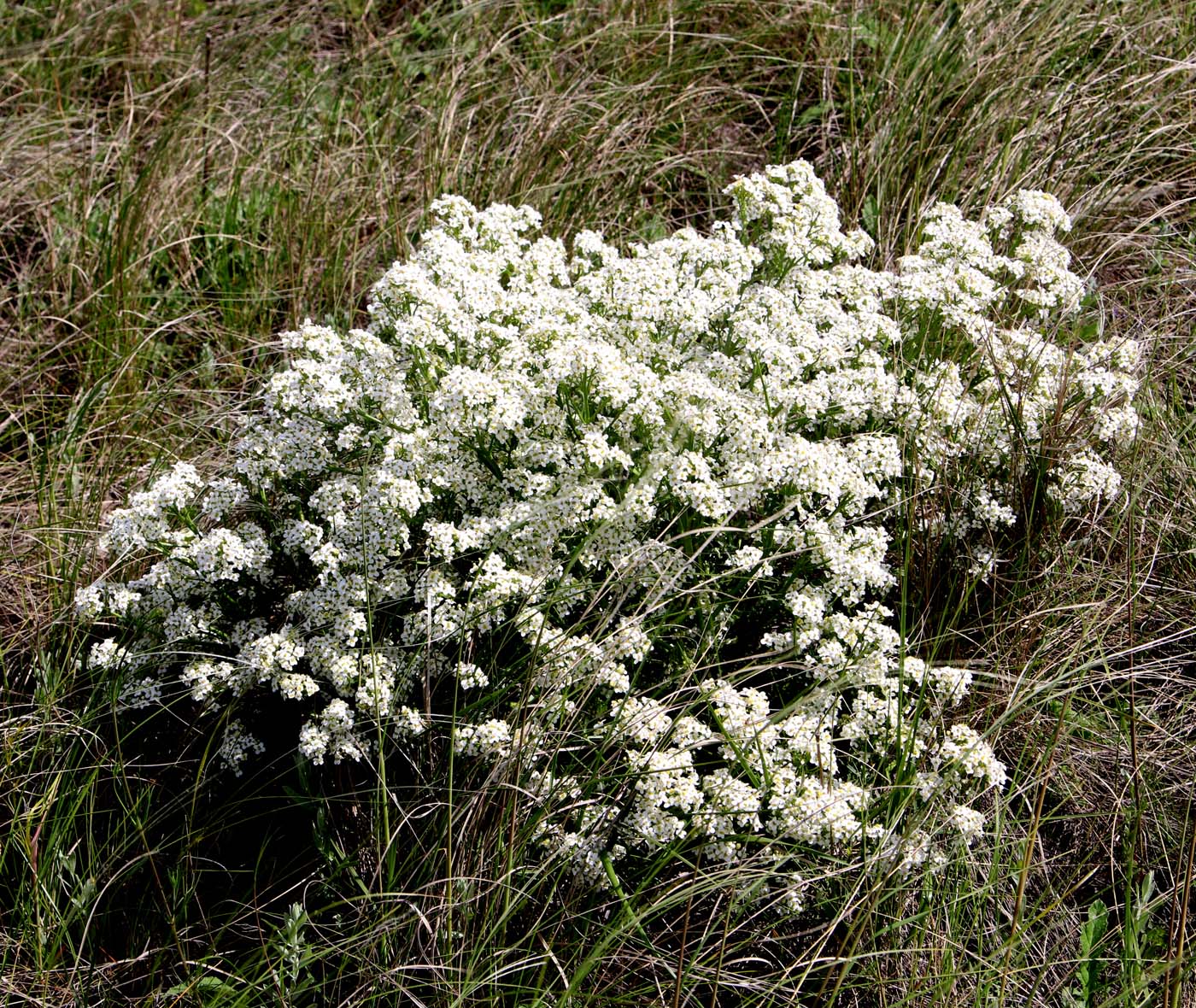 Image of Crambe tataria specimen.
