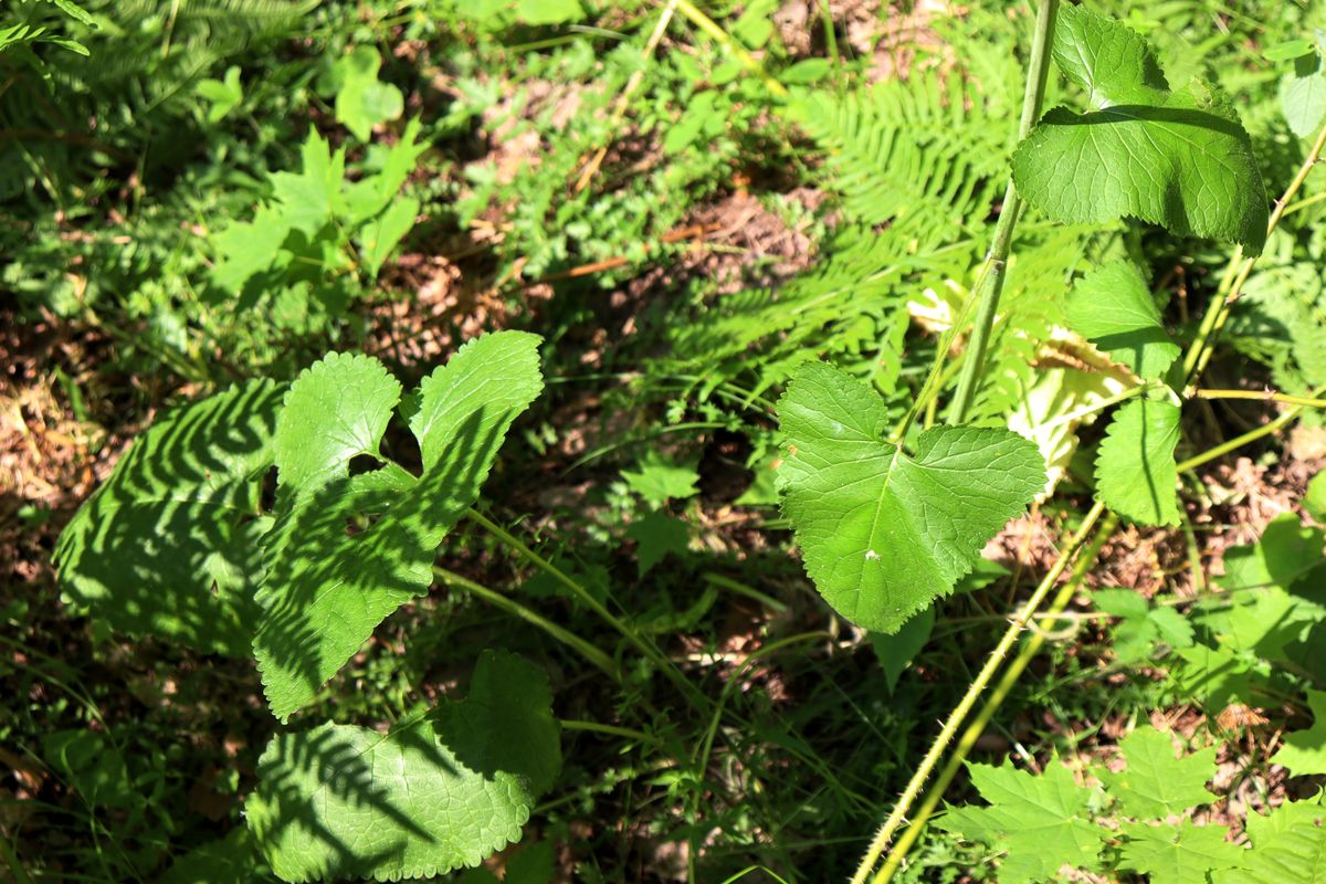 Image of Phlomoides tuberosa specimen.