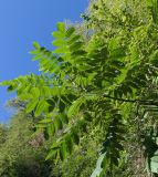 Juglans cinerea. Верхушка ветви (вид снизу). Республика Абхазия, Ткварчельский р-н, пос. Акамара, обочина дороги. 26.09.2022.