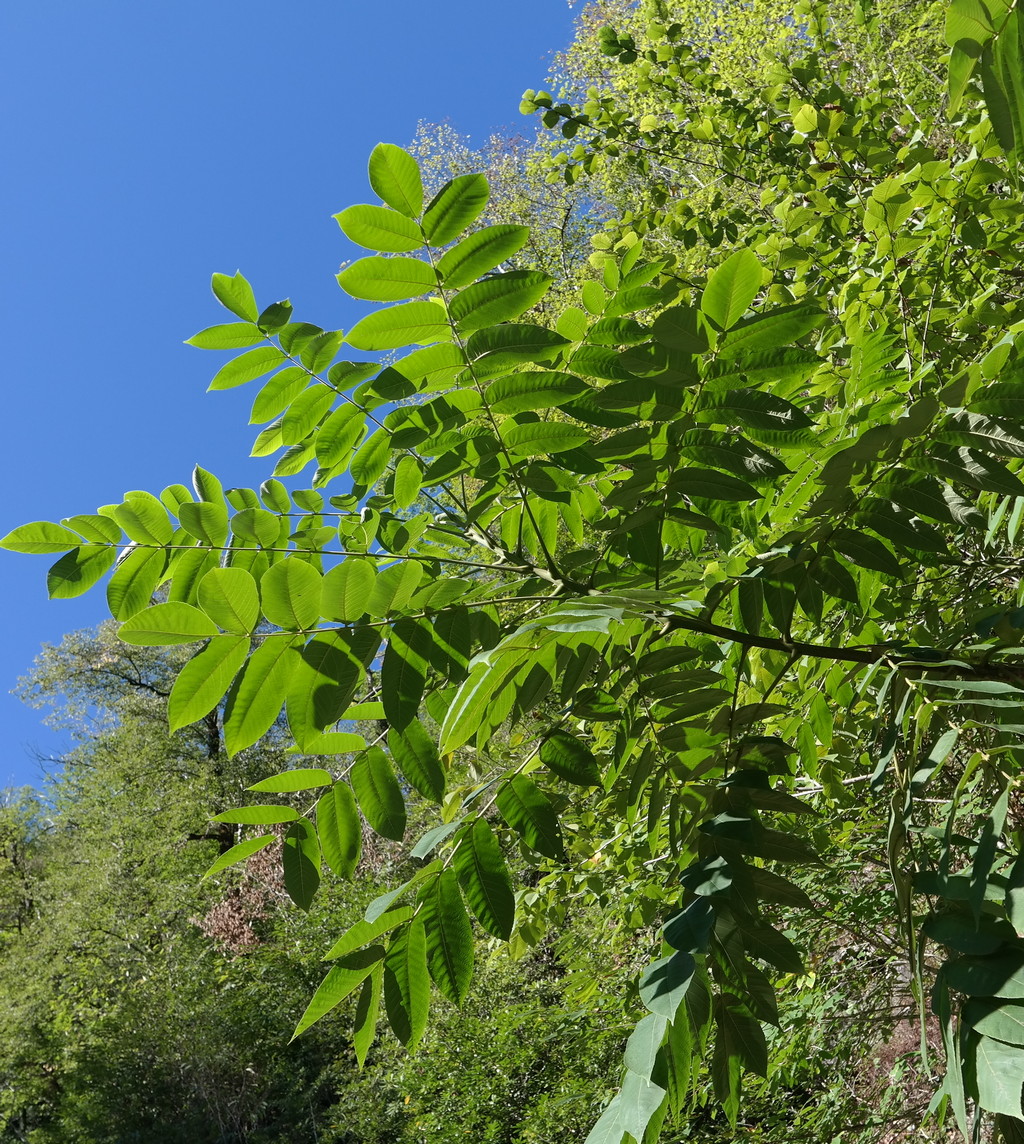 Изображение особи Juglans cinerea.