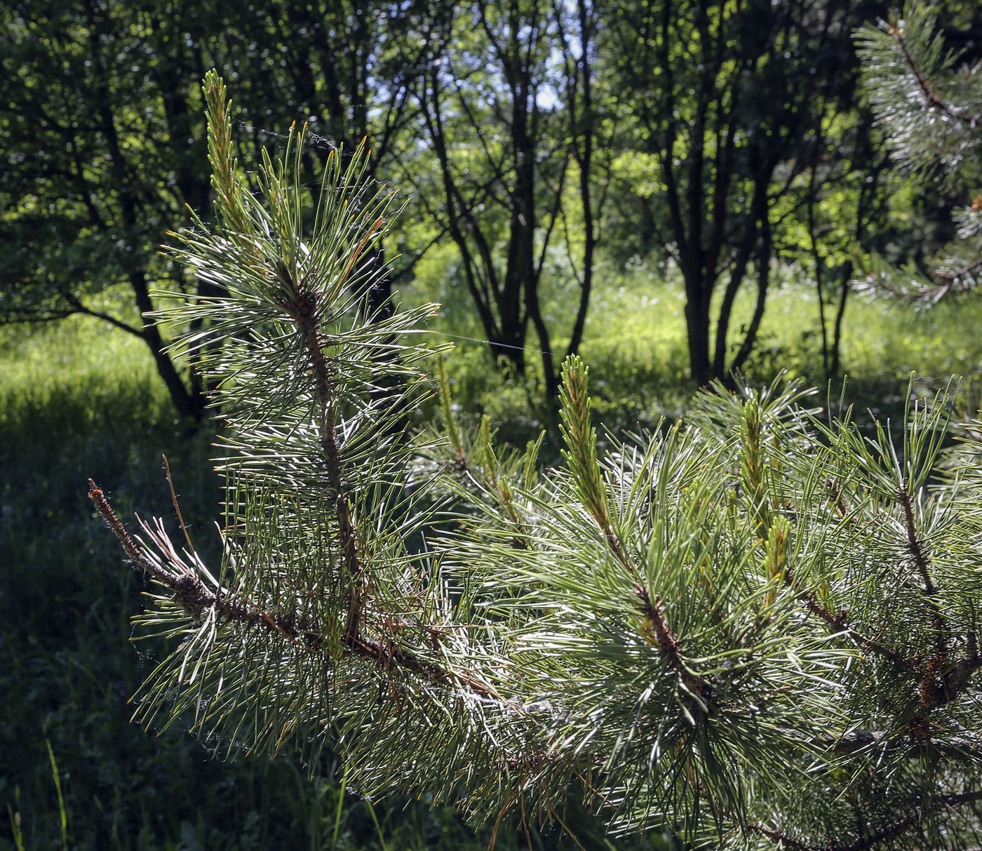 Image of Pinus contorta specimen.