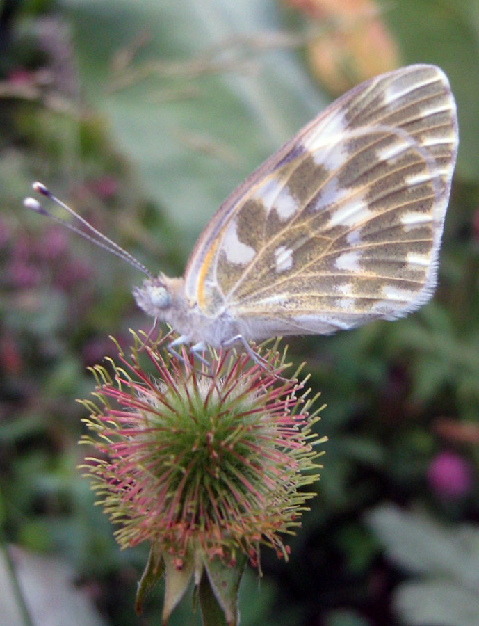 Image of Geum rivale specimen.