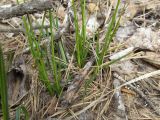 Carex ericetorum