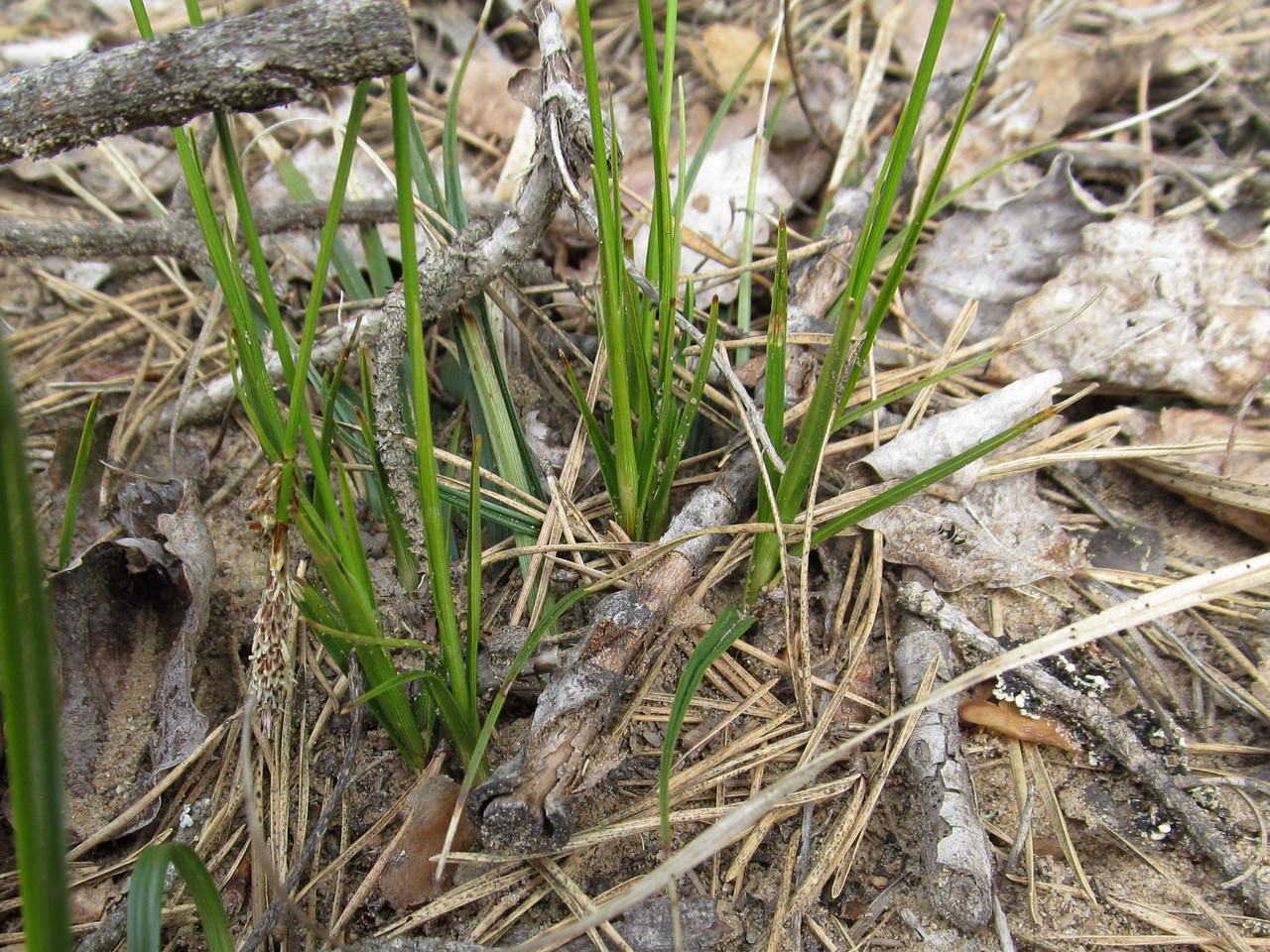 Изображение особи Carex ericetorum.