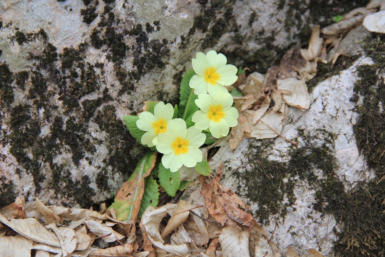 Image of Primula vulgaris specimen.