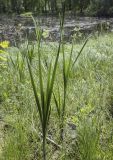 Typha latifolia. Вегетирующие растения. Владимирская обл., окр. г. Александров, топкий берег пруда. 10.06.2022.