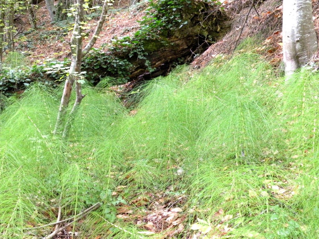 Изображение особи Equisetum telmateia.