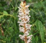 Orobanche crenata. Соцветие. Краснодарский край, м/о Анапа, пос. Витязево, Санаторный пр-д, широкий газон с тополями вдоль улицы. 29.05.2021.