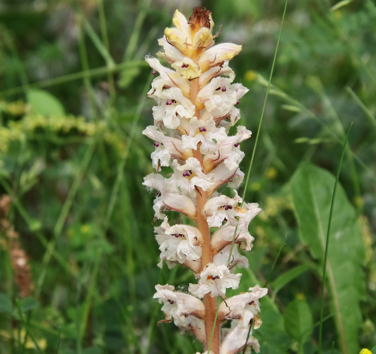 Image of Orobanche crenata specimen.