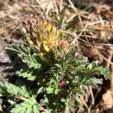 Corydalis speciosa