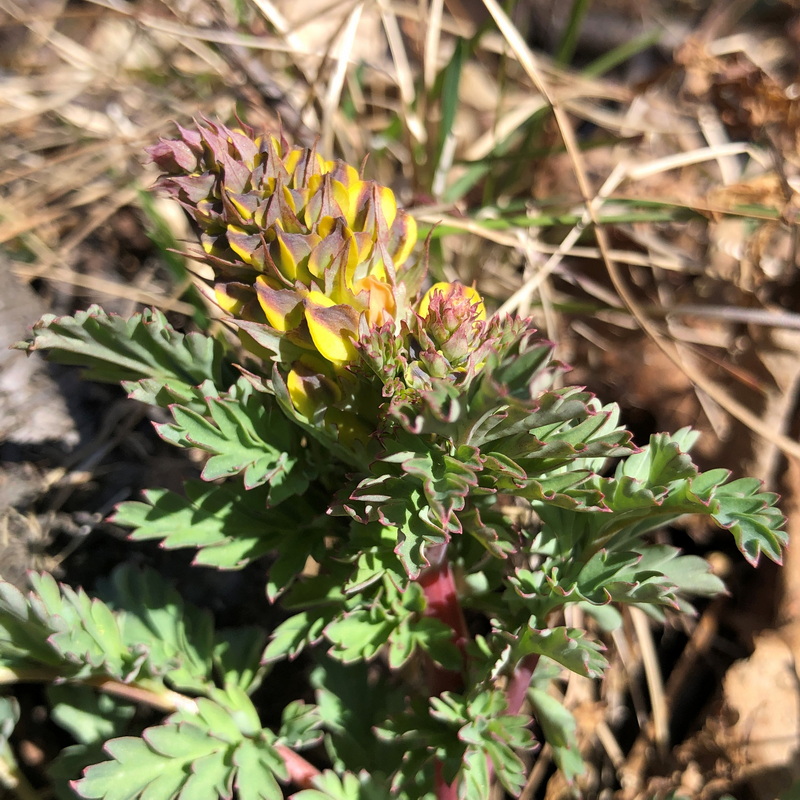 Image of Corydalis speciosa specimen.