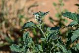 Solanum nigrum