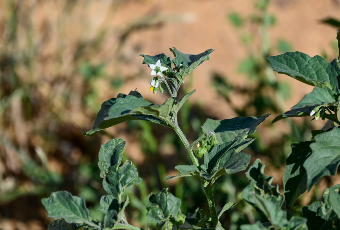 Изображение особи Solanum nigrum.