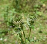 Cirsium ciliatum. Верхушки побегов с развивающимися соцветиями. Кабардино-Балкария, Эльбрусский р-н, Тызыльское ущелье, луг. 25 июля 2022 г.