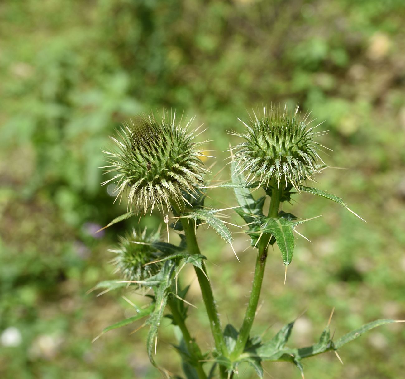 Image of Cirsium ciliatum specimen.