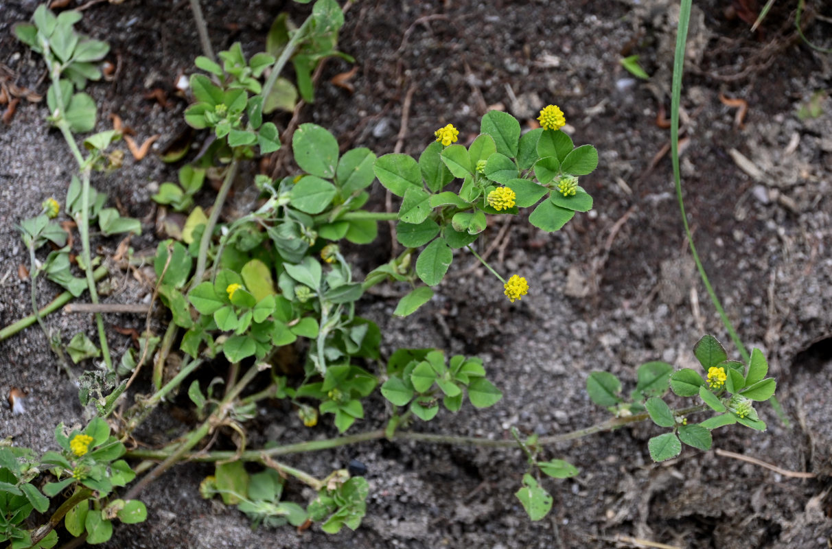 Изображение особи Medicago lupulina.