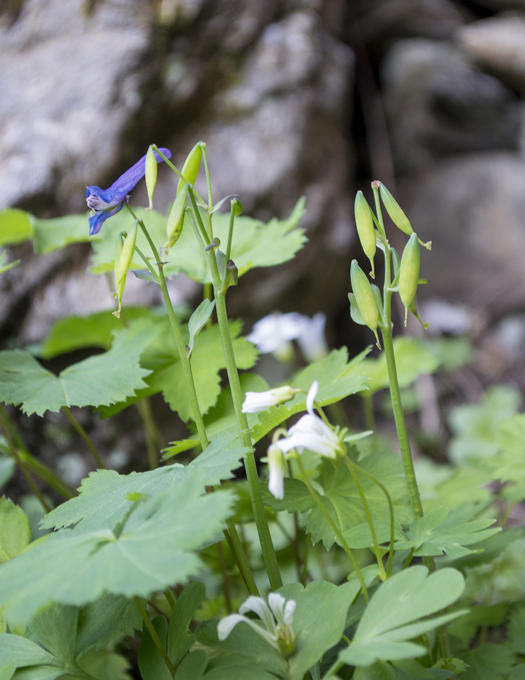 Image of Corydalis conorhiza specimen.