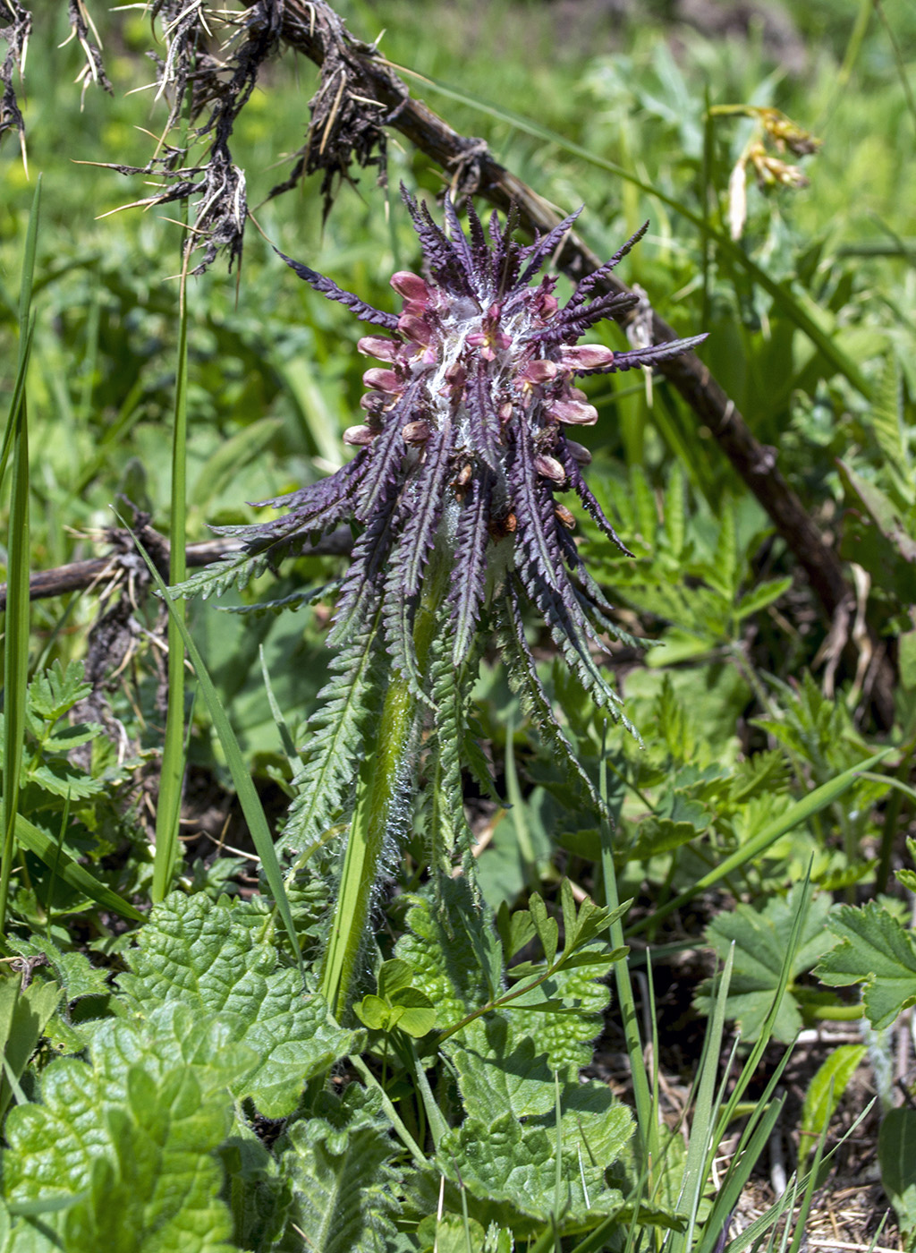 Image of Pedicularis wilhelmsiana specimen.