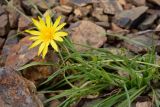 genus Tragopogon