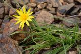 род Tragopogon