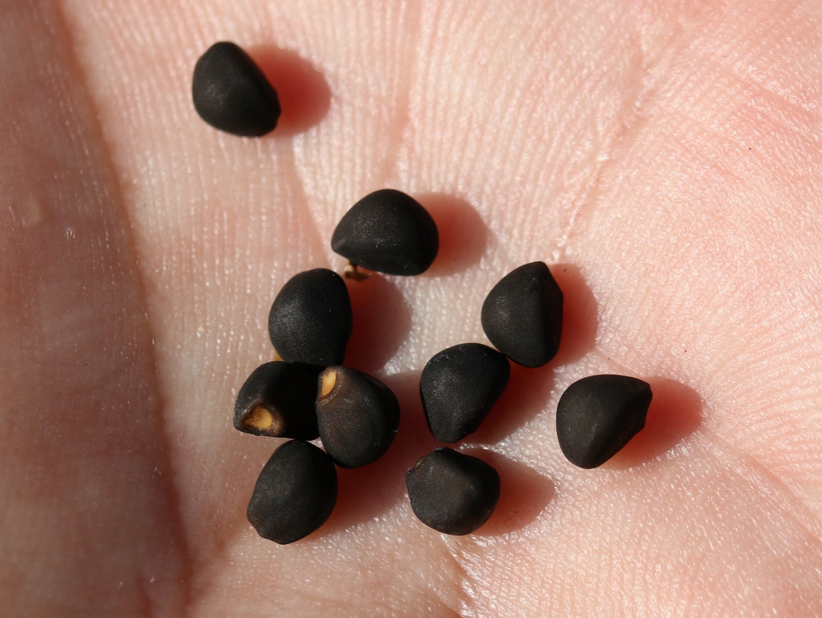 Image of genus Calystegia specimen.