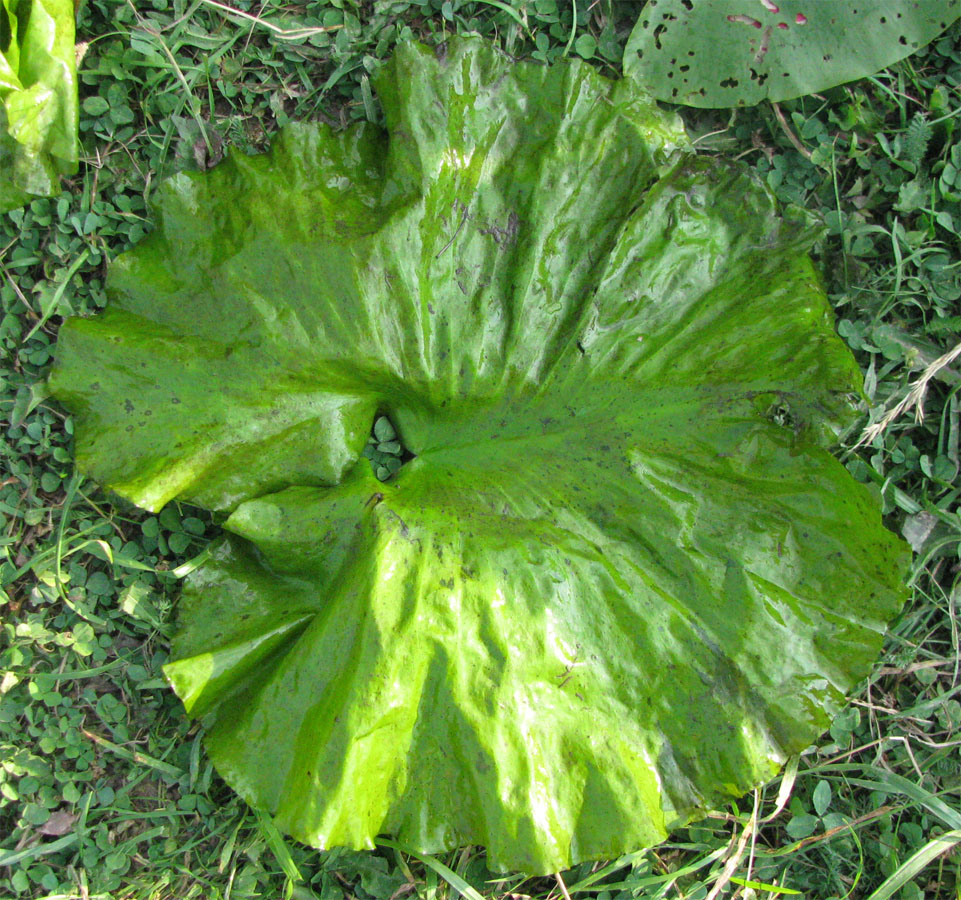 Image of Nuphar lutea specimen.