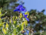 Delphinium grandiflorum