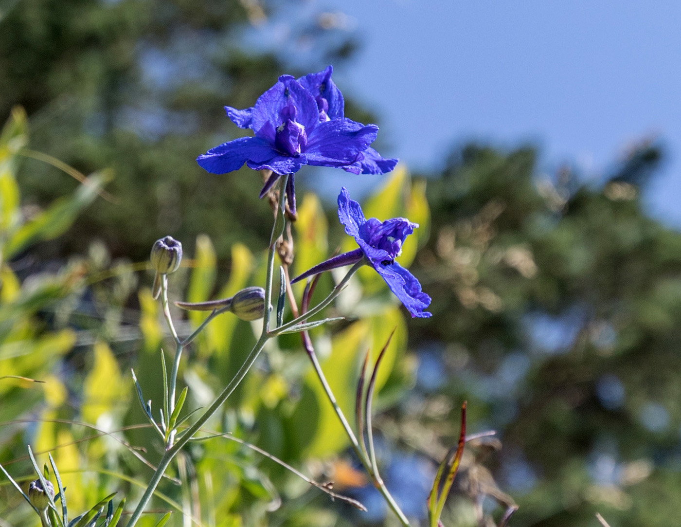 Image of Delphinium grandiflorum specimen.