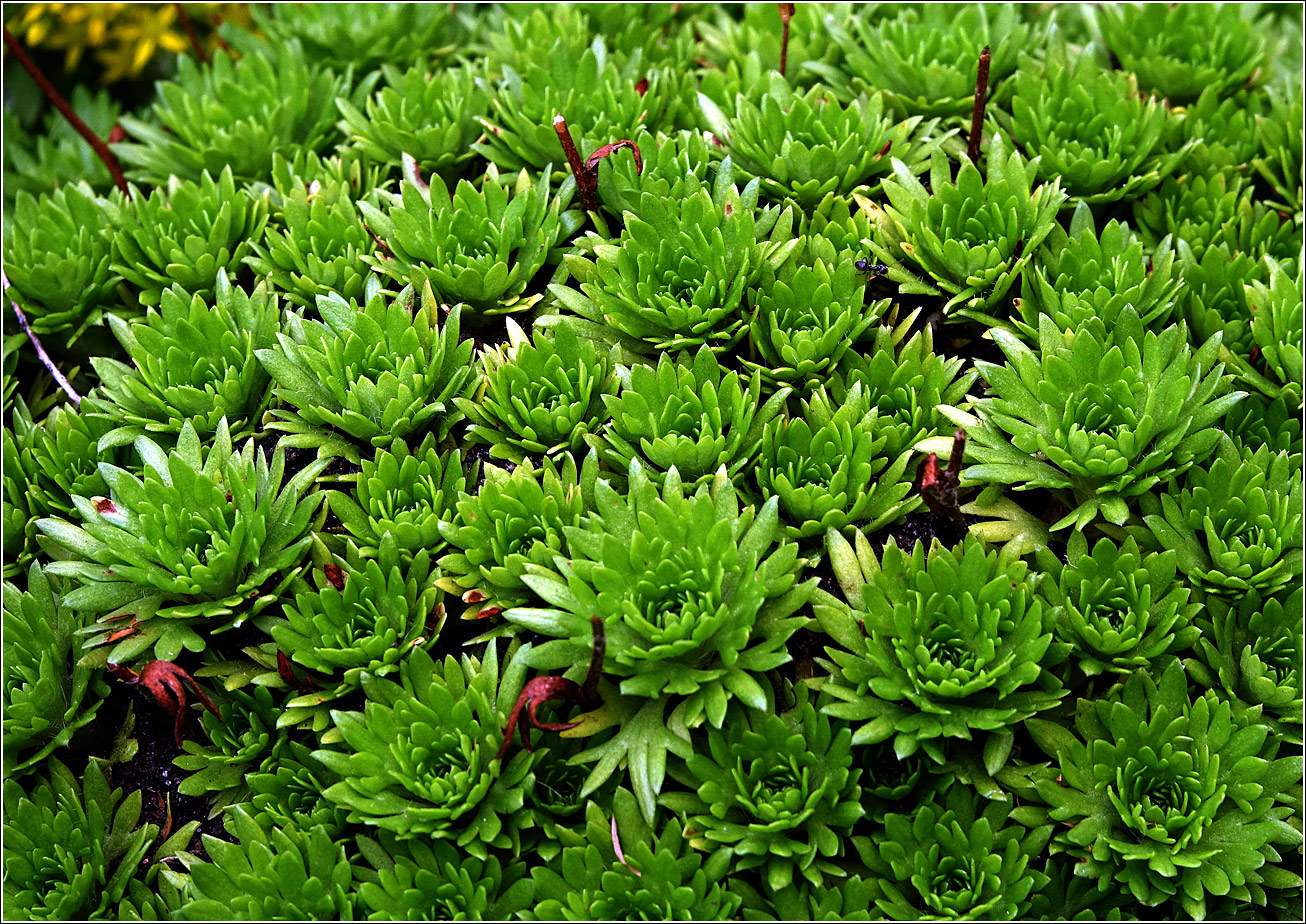 Image of Saxifraga × arendsii specimen.