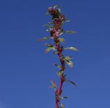 Amaranthus blitoides