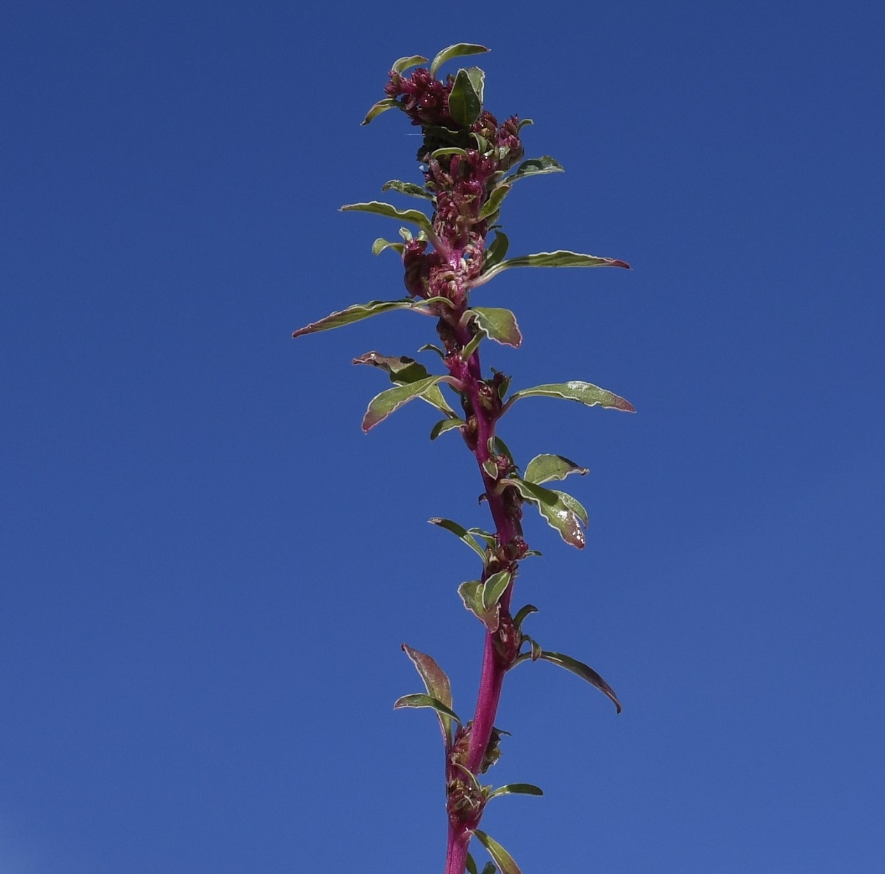 Изображение особи Amaranthus blitoides.