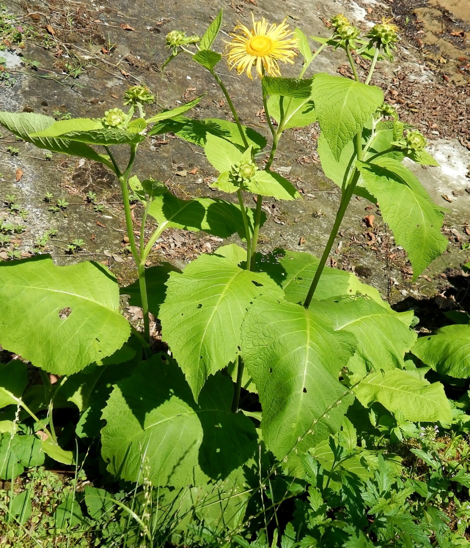 Изображение особи Telekia speciosa.