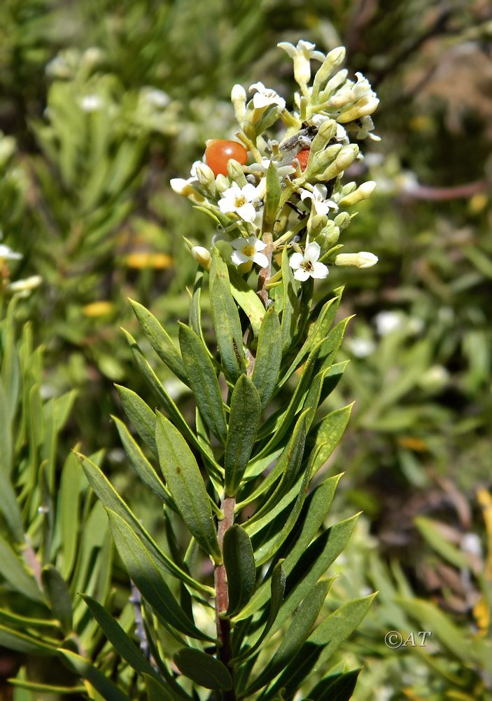 Image of Daphne gnidium specimen.