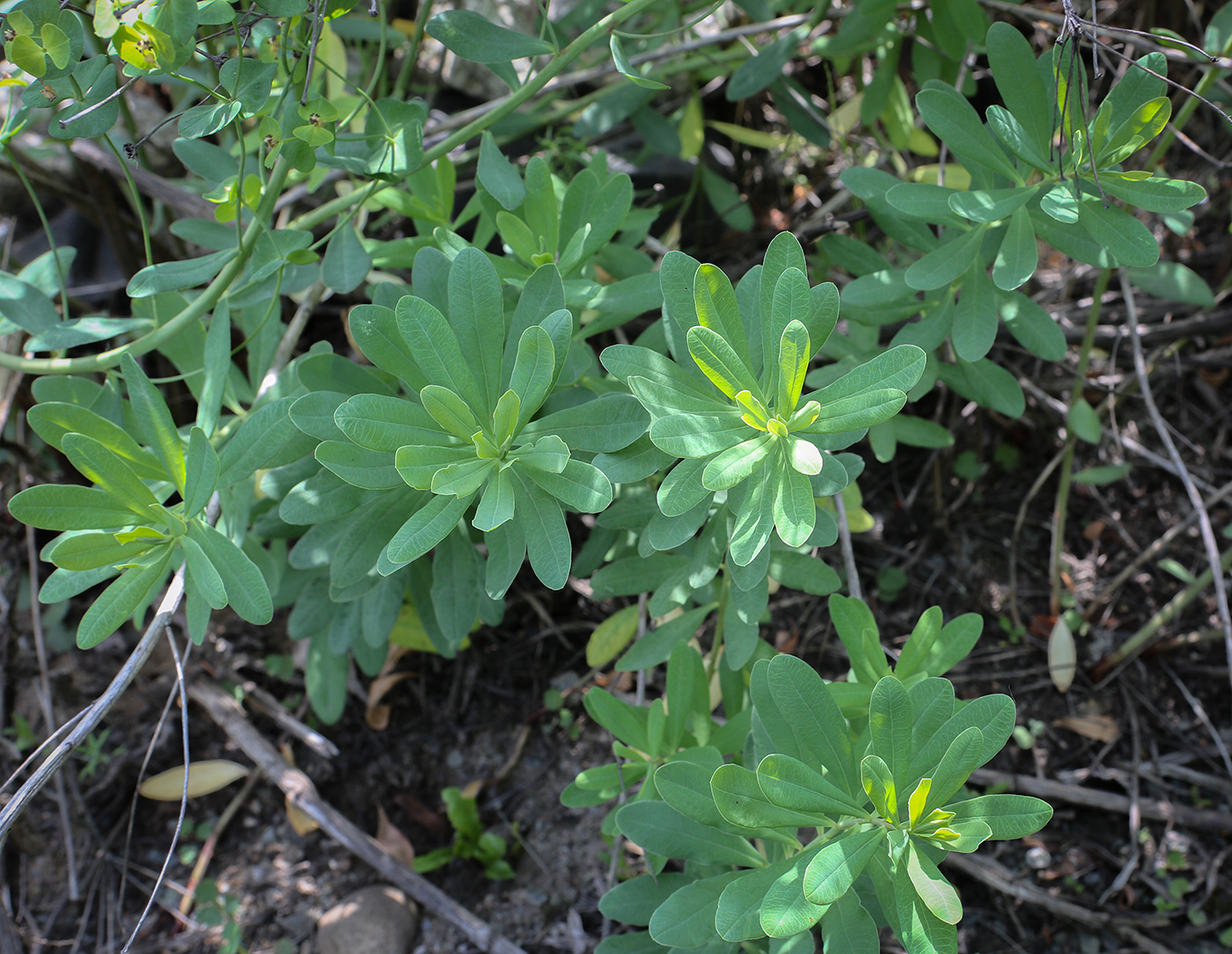 Изображение особи Euphorbia korshinskyi.