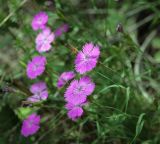 Dianthus versicolor