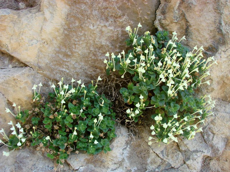 Изображение особи Scutellaria immaculata.