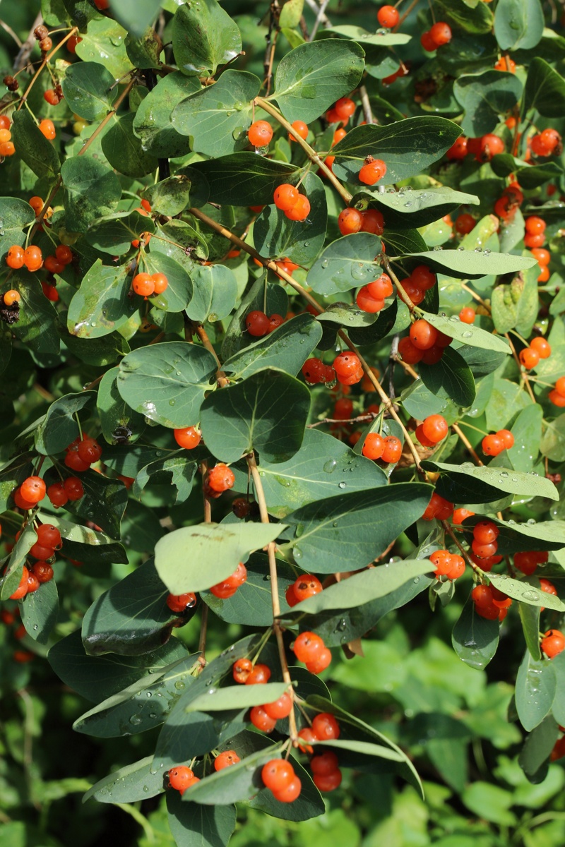 Image of Lonicera tatarica specimen.