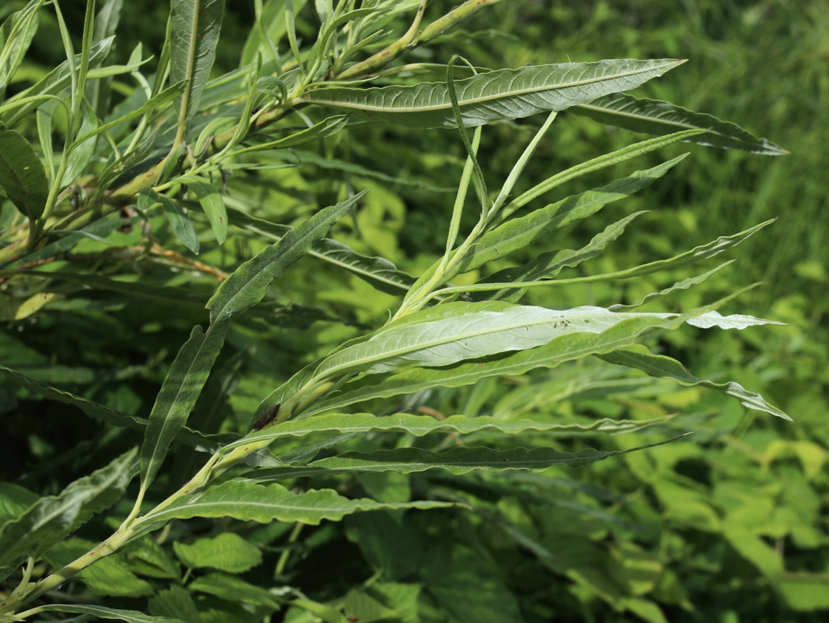 Image of Salix viminalis specimen.