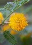 genus Vachellia. Соцветие. Израиль, г. Тель-Авив, парк Аяркон, сад кактусов, в культуре. 22.11.2023.