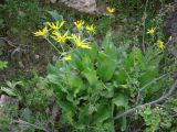 Senecio franchetii