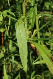 Symphyotrichum lanceolatum. Лист (вид на абаксиальную поверхность). Беларусь, Витебская обл., пос. Езерище, заросли Symphyotrichum lanceolatum на просеке через сырой сероольшаник, у обочины грунтовой дороги. 28.07.2023.