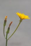 Crepis aculeata. Верхушка побега с соцветиями. Израиль, г. Яффо, на обочине дороги. 25.03.2024.