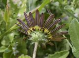 Arctotheca calendula. Соцветие (вид со стороны обёртки). Испания, Каталония, пров. Жирона, комарка Альт-Эмпорда, муниципалитет Сан-Педро-Пескадор, устье р. Флувиа, переходный участок от пляжа к отводному каналу реки. 07.04.2024.