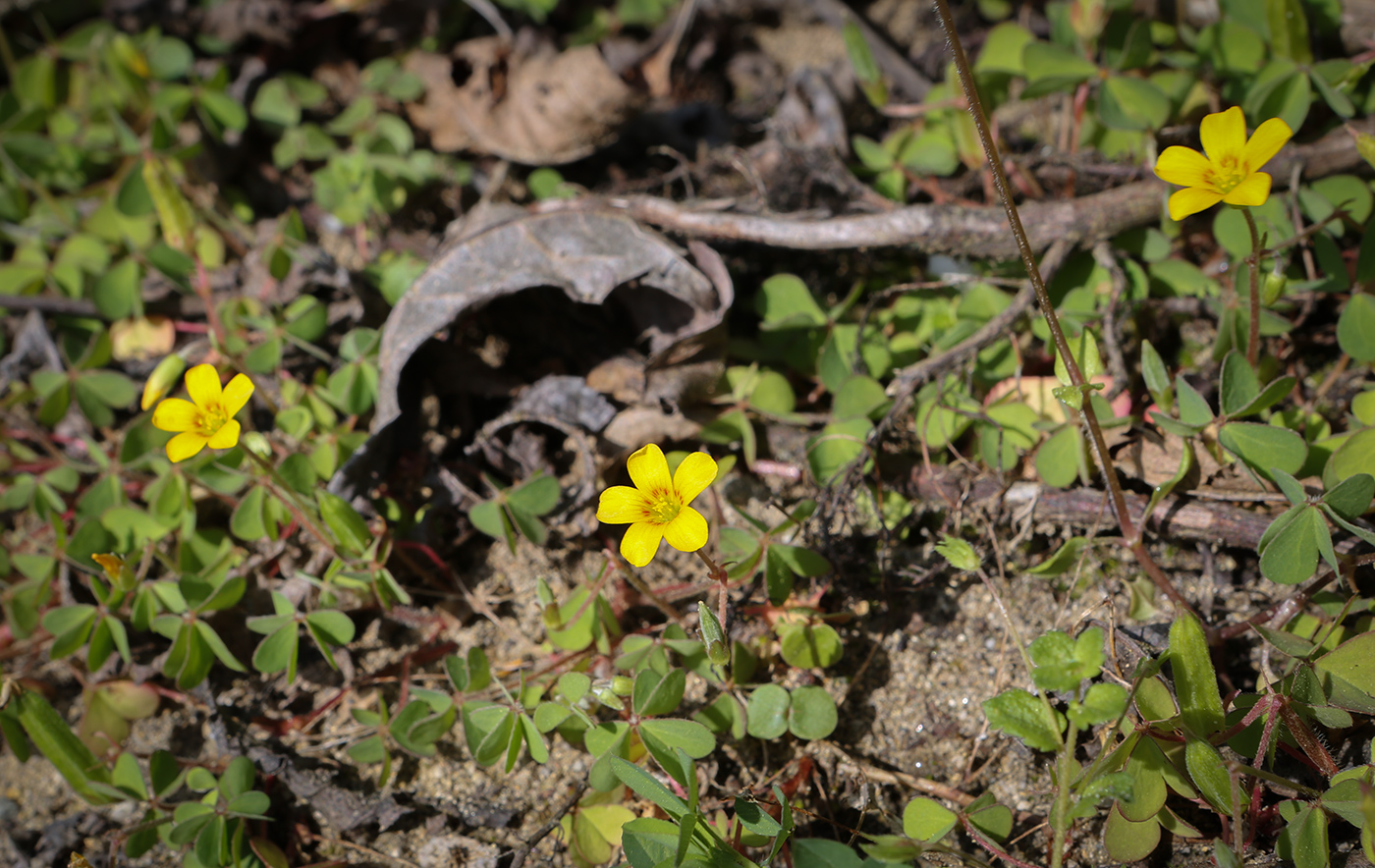 Изображение особи Oxalis corniculata.