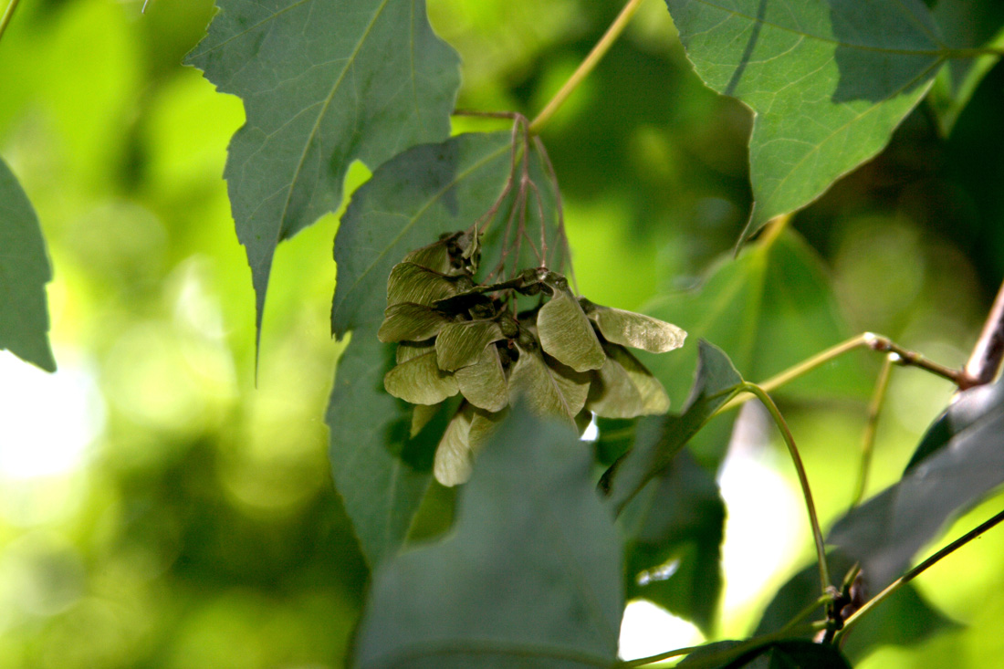 Image of Acer franchetii specimen.