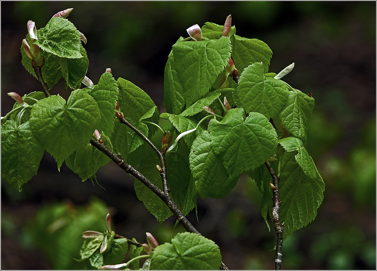 Изображение особи Tilia cordata.