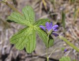 Geranium molle